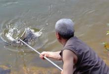 为何钓鲤上鱼多在早晚，午间却很难有中鱼的机会