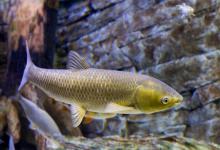 底浮钓法钓草鱼，又一神奇钓法