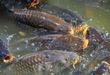 低密度鱼塘钓鱼，用对方法一样能爆护，牢记这些就够了