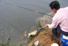 刚到六月，我就只想用这鲢鳙钓法