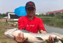 钓青鱼使用玉米饵料垂钓，我们应该如何调钓