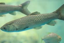 常用的三种草鱼钓法,用饵和思路还上另有篇章