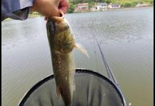 鱼还没咬钩，饵料就化了，钓鲢鳙你得学会控制饵料雾化时间