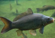 黑坑鲤鱼正钓偷驴如何选钓位？打氧机，大边位置是关键