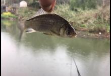 温度越高鱼越难钓？夏季作钓不同于春季