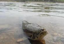 一到热天，黑鱼只要照我说的钓