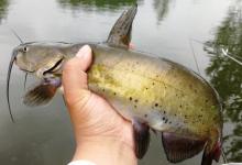 水库作钓双钩带饵调漂的优势，钓底、打浮一招搞定