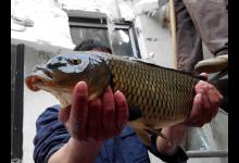 从钓获这条金鳞红尾的野生鲤鱼，谈谈我钓鲤鱼的经验