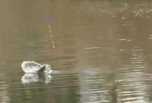 春季桥下钓鱼是好钓点吗？