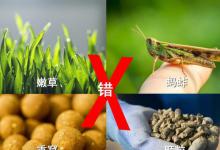 钓草鱼，重窝、嫩草、蚂蚱都无效，钓法和打窝更重要