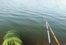 钓不好鲢鳙鱼，那就看看这些垂钓心得