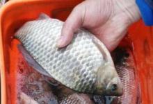 不用多说，夏钓唯独这鲫鱼钓法才最霸气