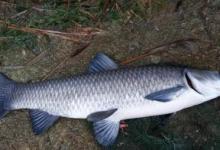 夏季黑坑垂钓大青鱼该从何下手？这些技巧一定要牢牢掌握