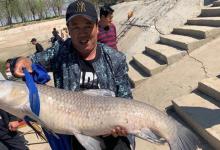 根据青鱼新鱼特点，分析鱼情合理选择正确钓法