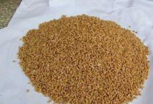 自从我发现这鲫鱼新钓法，连大物都不想钓