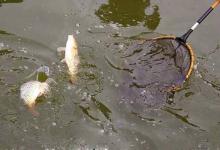 要让大鱼快上岸，就要让鱼多呛水