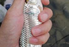 野钓适合调平水钓2目还是调4钓2目，看葫芦怎么玩