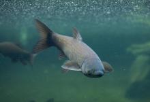 底浮钓法钓草鱼，又一神奇钓法之浮漂调钓和寻找鱼层