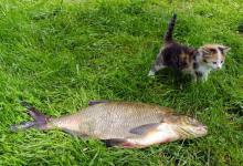 夏季黑坑中如何垂钓武昌鱼？要合理选择渔具搭配