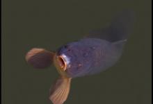 夏季玩黑坑，要掌握三类添加剂的应用