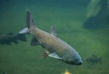 同时浮钓草鱼，别人上鱼你空杆，忽略了两点关键技巧