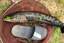 热天唯独这黑鱼钓法才够狠，试过的人都不简单