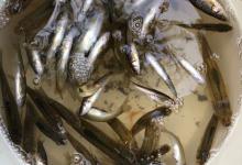 野钓闹窝小鱼排行榜，谁是闹窝之王？附防闹技巧