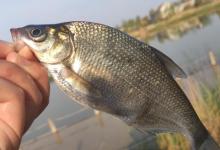 野钓鳊鱼时诱鱼方式，钓法选用，饵料搭配这三要素的作用