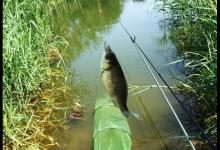 钓鱼时鱼星四起，鱼却不咬钩，搞懂诱因方能化解