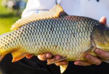 各位钓友，没有掌握这些前，劝你别去黑坑钓鱼