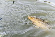 黑坑钓鱼心得分享，不想空手而归，推荐钓友看完收藏