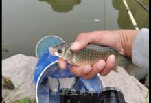 野钓调漂越灵敏越好？这不是别人收获好的原因