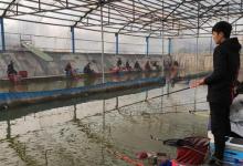 黑坑好钓不好开？以本文思路开黑坑还能拥有自己的鱼塘