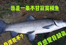 详细分析垂钓黑坑青鱼的新鱼、老鱼的方法