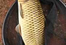 鲤鱼甩籽期间怎么作钓？野钓客教你