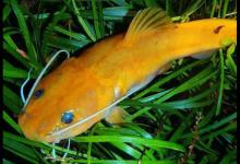 大家都爱钓的黄颡鱼，咬钩死不松嘴，智商堪忧