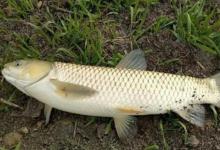 一到五月，我就只喜欢用这草鱼钓法