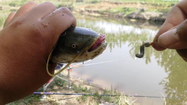 钓鲶鱼一般采用较钝的钓法,因为我们用的是蚯蚓,正常情况下都是子线不
