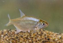 离底钓浮漂调钓之精髓，鱼情变化之反向验证手段