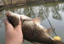 不是什么时候调钓，都会改变中钩率，这情况才应该调漂