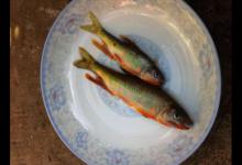 这种颜色艳丽的小鱼叫溪哥该如何垂钓？