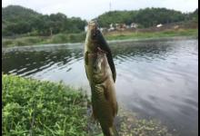 守大鱼线组要结实，在野钓中的优势及用法