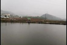 垂钓黑坑混养塘，如何能够兼顾多种鱼