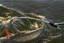 各种通用，简单，效果不错的钓草鱼方法