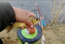 都说春季好钓鱼，为何却还总是渔获寥寥