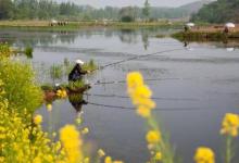 如何在仲春钓好大板鲫？掌握好这5点就够了