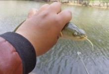 钓鲶鱼别再用猪肝打窝了，教你一招蚯蚓配散炮