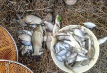 水底青苔多，钓底没有口，你可以试试这样钓