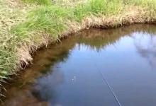 别小觑七星漂，漂豆晃动之间，漂讯也很丰富