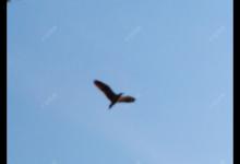 夏季钓鲫的7个概念，能让你在夏天更好的钓鱼，钓到大鱼